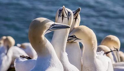 外援上阵：海归读秒绝杀对手