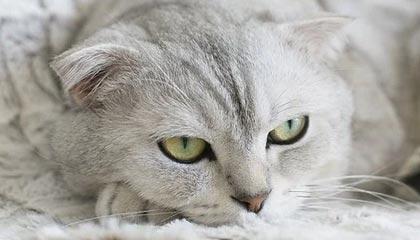 马德里主场胜曼联，成功晋级半决赛